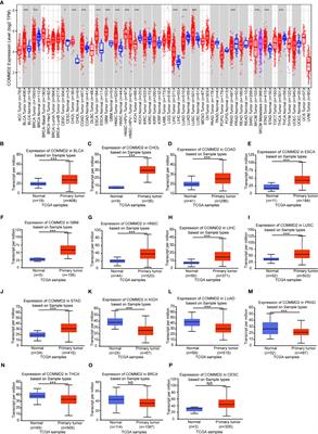 COMMD2 Upregulation Mediated by an ncRNA Axis Correlates With an Unfavorable Prognosis and Tumor Immune Infiltration in Liver Hepatocellular Carcinoma